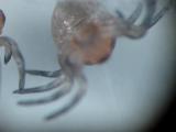 クサグモの初回脱皮 1