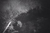 川の水を飲むウサギ