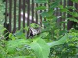 ナミアゲハの求愛行動
