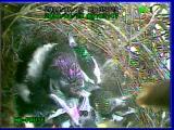 Video of the perpetrator’s attack: pecking attack