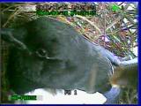 Video of a violent interaction between the mother and the perpetrator recorded on the first day of infanticidal events
