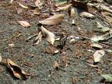 ミミズの死骸から吸水するコミスジ