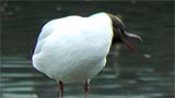 ユスリカの成虫を捕食するユリカモメ