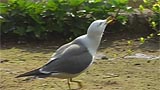ユスリカの成虫を捕食するウミネコ