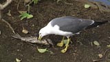 フナの死骸を食べるウミネコ