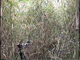托卵鳥ホトトギスに対するウグイス（雌）の巣防衛