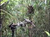 托卵鳥ホトトギスに対するウグイス（雄）の巣防衛
