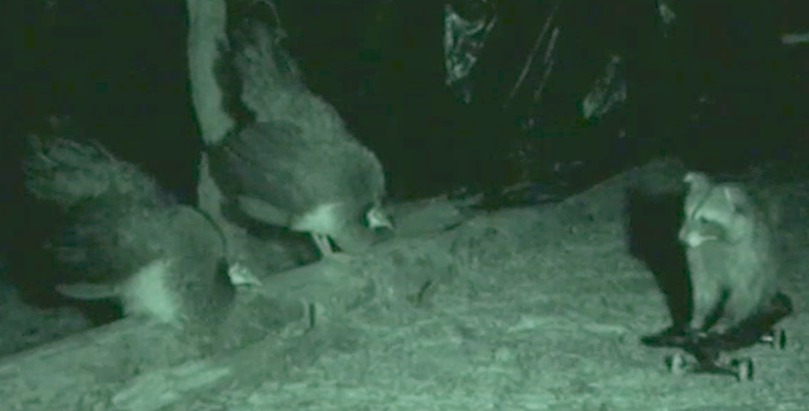 Nocturnal Antipredator Behavior in Peafowl