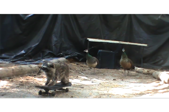 Diurnal Antipredator Behavior in Peafowl