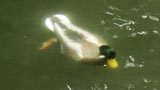 潜水採食するマガモ