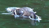 集団で潜水採食するアイガモ