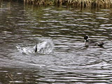 水浴び中に潜水するオナガガモ