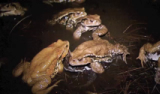 アズマヒキガエルの配偶行動「蛙合戦」