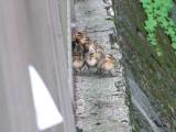 川に飛び降りるカルガモのヒナ