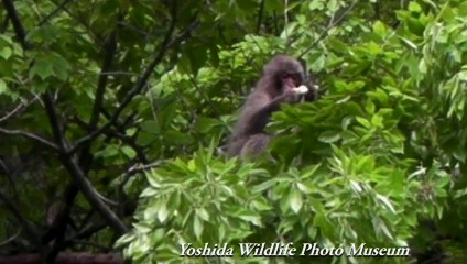 金環日食と野生ニホンザル
