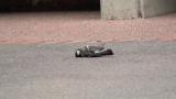 メスのシジュウカラの同種殺し