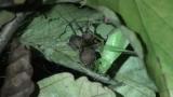 ムツトゲイセキグモの卵嚢に齧り付く、ウマオイ