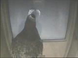 視覚探索課題をするハト