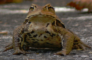 アズマヒキガエルの歩き方