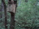An attempted predation attempt of a coal tit nest by a Japanese marten