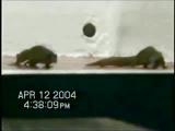 Dwarf geckos signaling while fighting