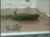 Dwarf gecko fight