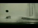 Threat signals in Dwarf Geckos II
