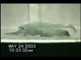 Threat signals in Dwarf Geckos