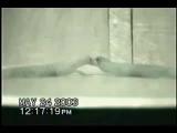 Escalated fight in Dwarf Geckos