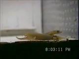 Courtship and rejection in dwarf geckos IV