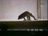Dwarf gecko headbobs I