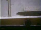 Dwarf gecko strutting