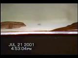 Dwarf gecko headbobs III