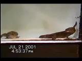 Courtship and rejection in dwarf geckos III