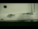 Courtship and rejection in dwarf geckos I