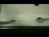 Courtship and rejection in dwarf geckos II