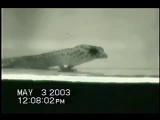 Unusual headbobs in dwarf gecko