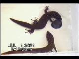 Licking ceremony in dwarf geckos II