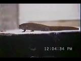 Courtship in dwarf geckos I