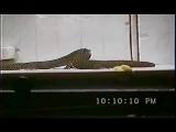 Courtship and receptiveness in dwarf geckos