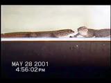 Licking ceremony in dwarf geckos I
