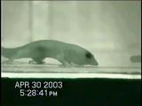 Courtship in dwarf geckos III