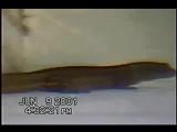 Courtship and rejection in dwarf geckos VI