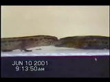Courtship and licking ceremony in dwarf geckos