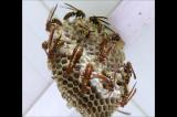 Attack behavior of Elasmus versicolor (Hymenoptera: Eulophidae) in nest of Polistes versicolor (Hymenoptera: Vespidae)