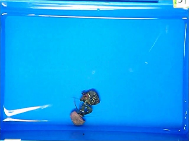 テナガホンヤドカリのオス間闘争における右鋏脚の使い方：挑戦オス