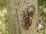 群れで動くチャタテムシの幼虫