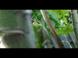 Knight Anole Cannibalism