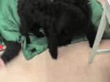 犬の遊び攻撃行動