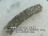 可携巣トビケラの蠕動運動